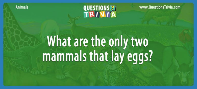 What are the only two mammals that lay eggs?