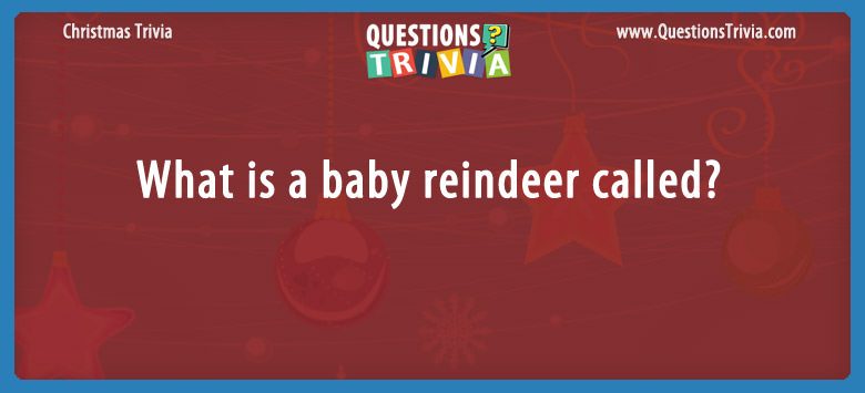 What is a baby reindeer called?