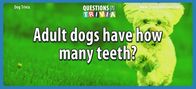 Adult dogs have how many teeth?