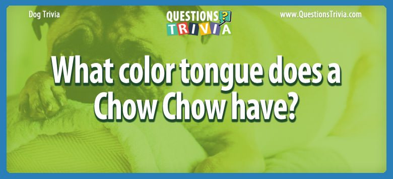 What color tongue does a chow chow have?