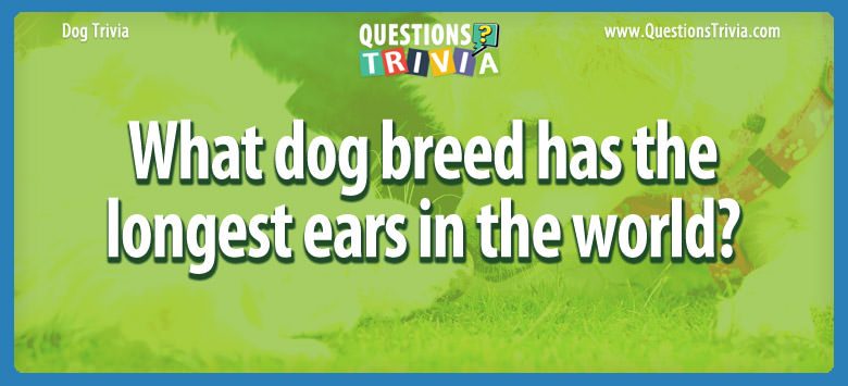 What dog breed has the longest ears in the world?