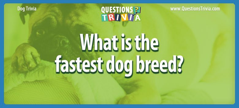 What is the fastest dog breed?