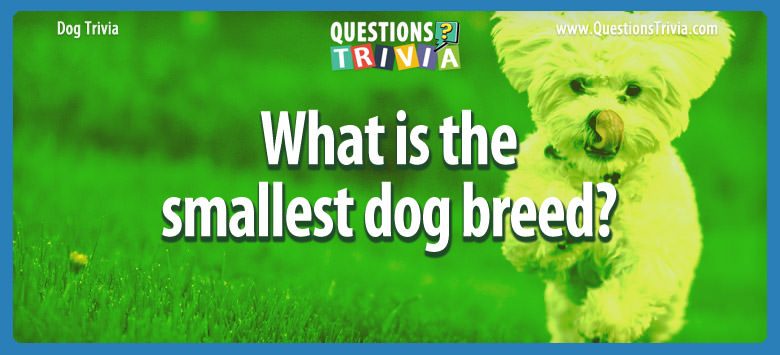 What is the smallest dog breed?