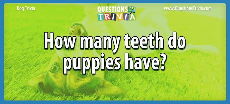 How many teeth do puppies have?