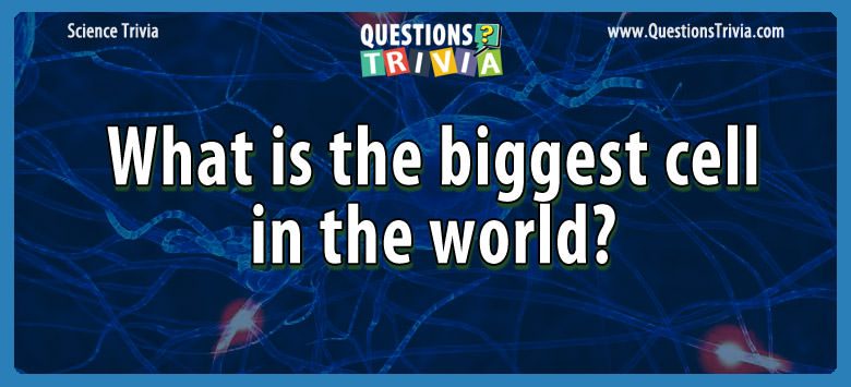 What is the biggest cell in the world?