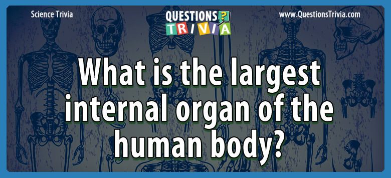 What is the largest internal organ of the human body?