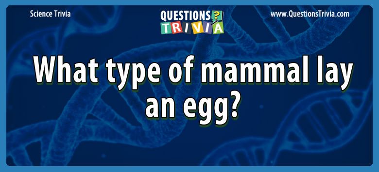 What type of mammal lay an egg?