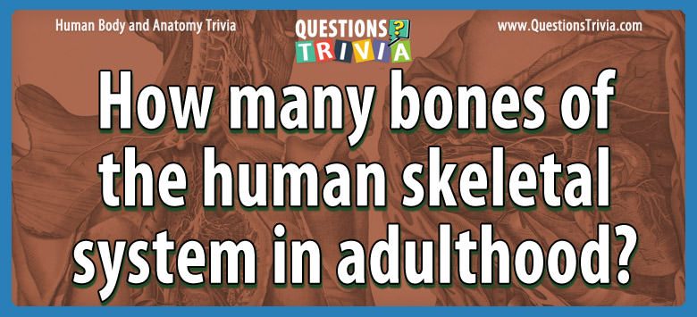 How many bones of the human skeletal system in adulthood?