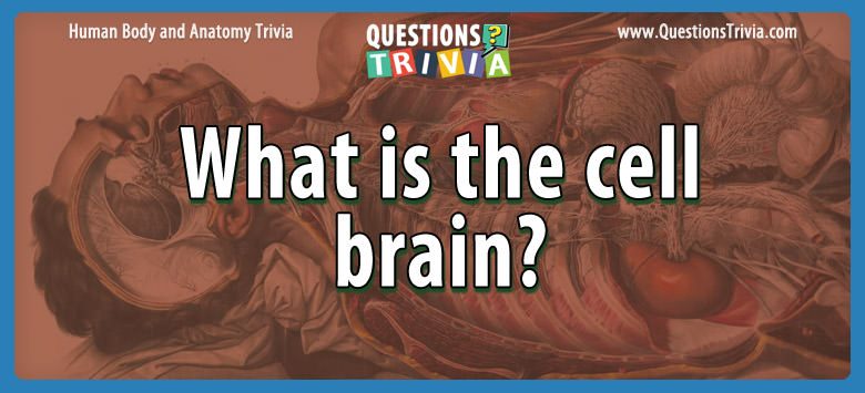 What is the cell brain?