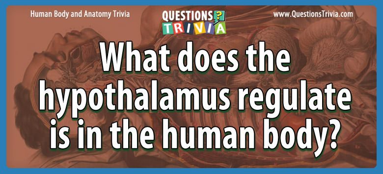 What does the hypothalamus regulate is in the human body?