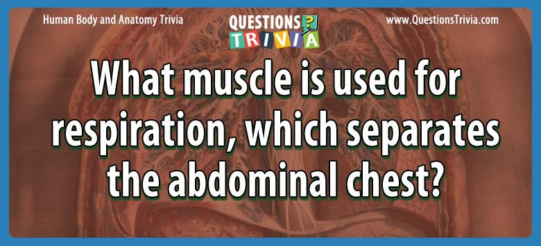 What muscle is used for respiration, which separates the abdominal chest?