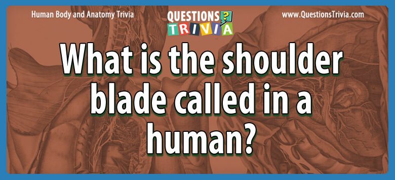 What is the shoulder blade called in a human?