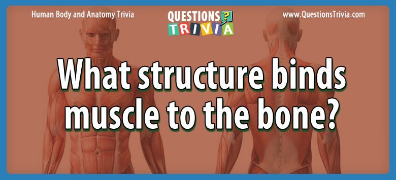 What structure binds muscle to the bone?