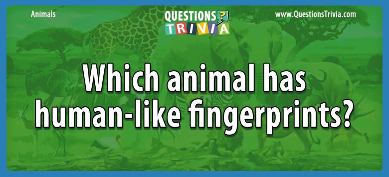 Which animal has human-like fingerprints?